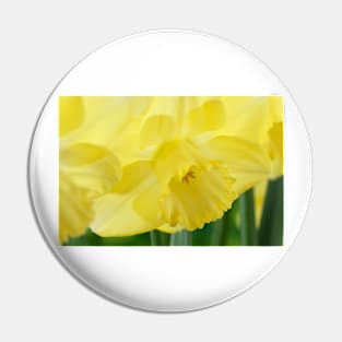 Narcissus  &#39;Avalon&#39;  Daffodil  Division 2 Large-cupped Pin