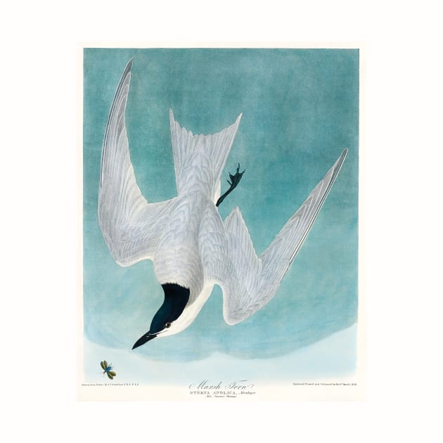 Marsh Tern from Birds of America (1827) by WAITE-SMITH VINTAGE ART