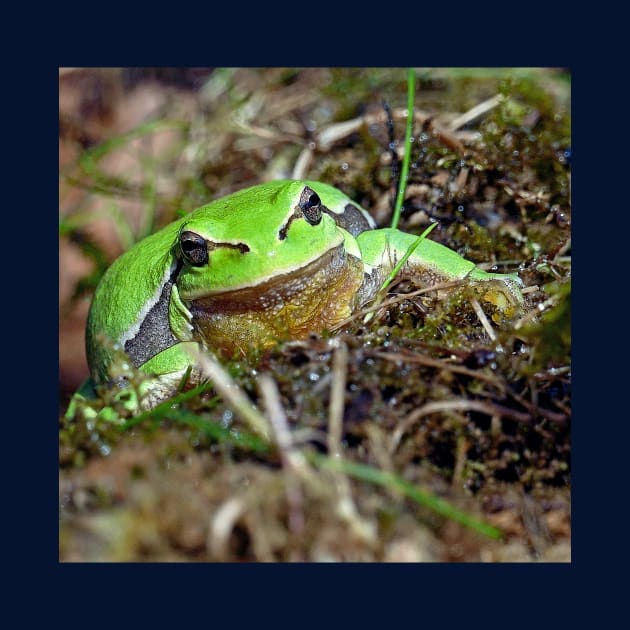 r673/  A Kind Frog Palmé -Grenouille verte palmé  " simply life " to Okaio Créations - Olavia-Olao by caillaudolivier
