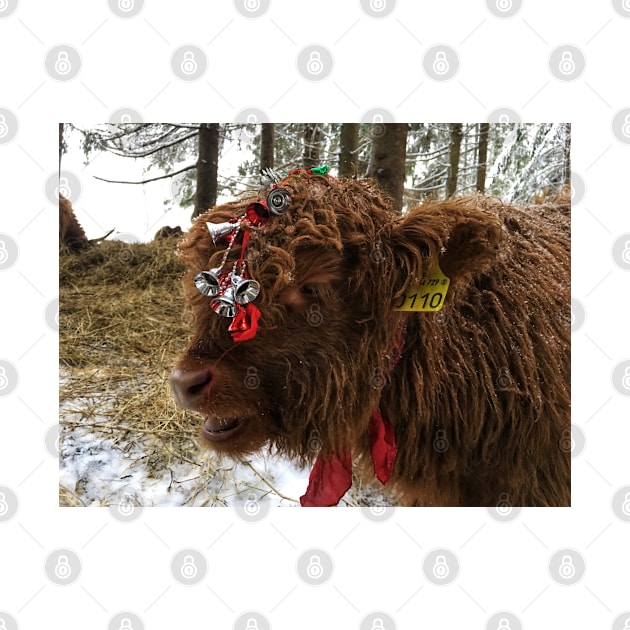 Scottish Highland Cattle Calf 1632 by SaarelaHighland