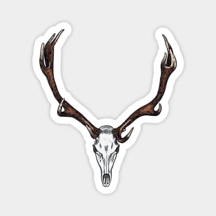 Skull and antlers of an elk Magnet