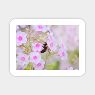 Bee & Phlox Magnet