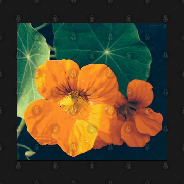 Cheerul Orange Nasturtium and the Star Leaf by Photomersion