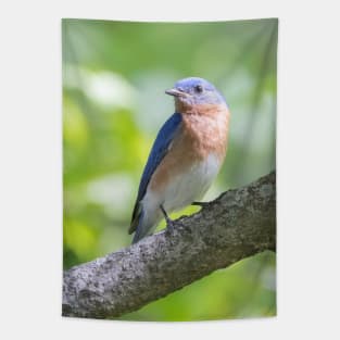 Eastern Bluebird on a nice summer day Tapestry