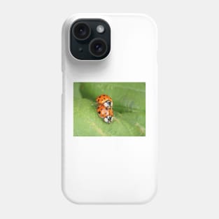 Harmonia axyridis - Asian ladybeetle - mating on a leaf Phone Case