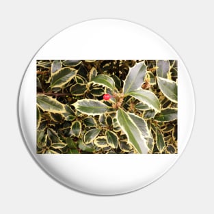 Variegated Holly Bush Pin