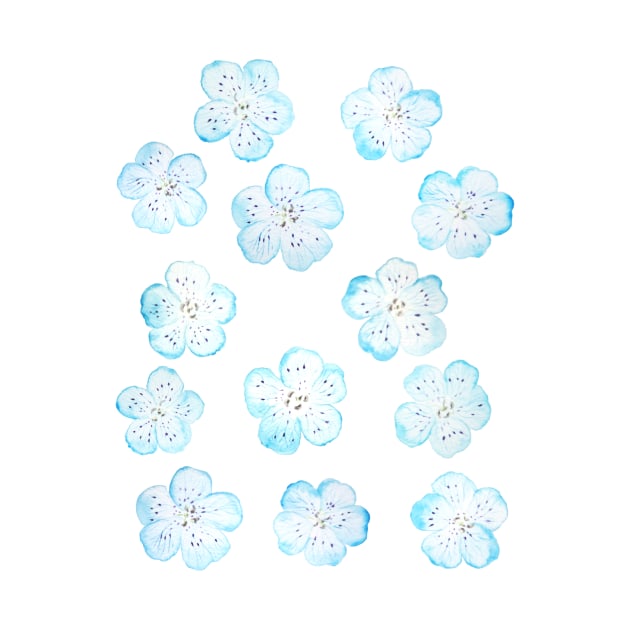 Blue Nemophila Flower pattern by colorandcolor