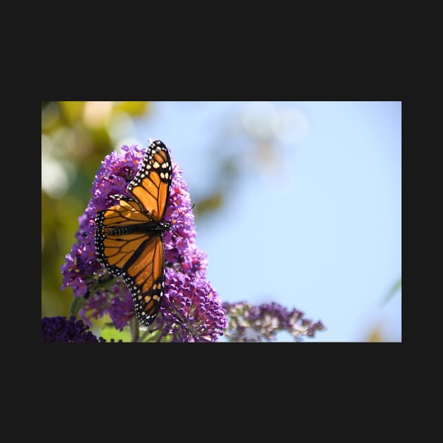 Monarch Butterfly by randymir