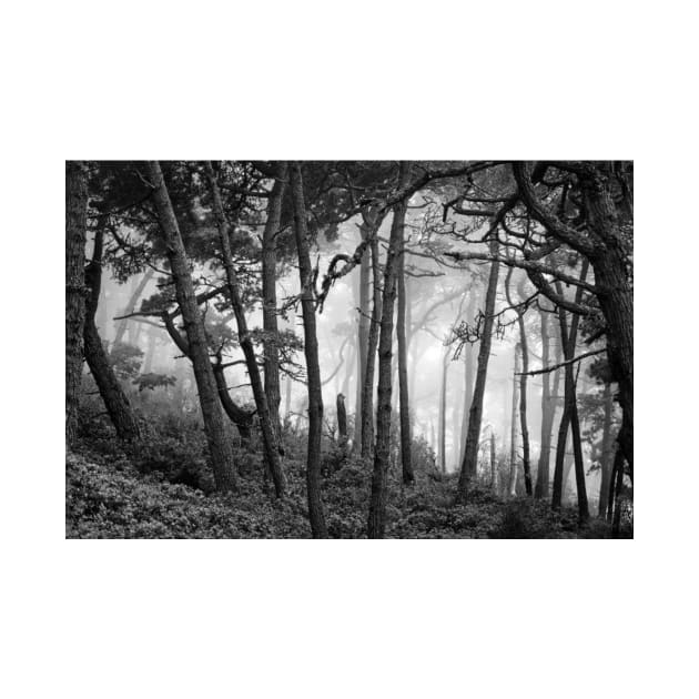 Fog In Scenic Forest At Point Reyes National Seashore by HammiltenJohn