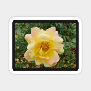 Pastel yellow and pink rose Magnet