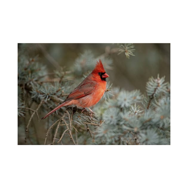 Male Northern Cardinal by jaydee1400