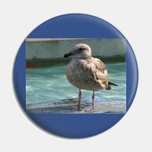 Just a gull Pin