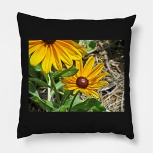 Black-eyed Susans and a Busy Bee Pillow