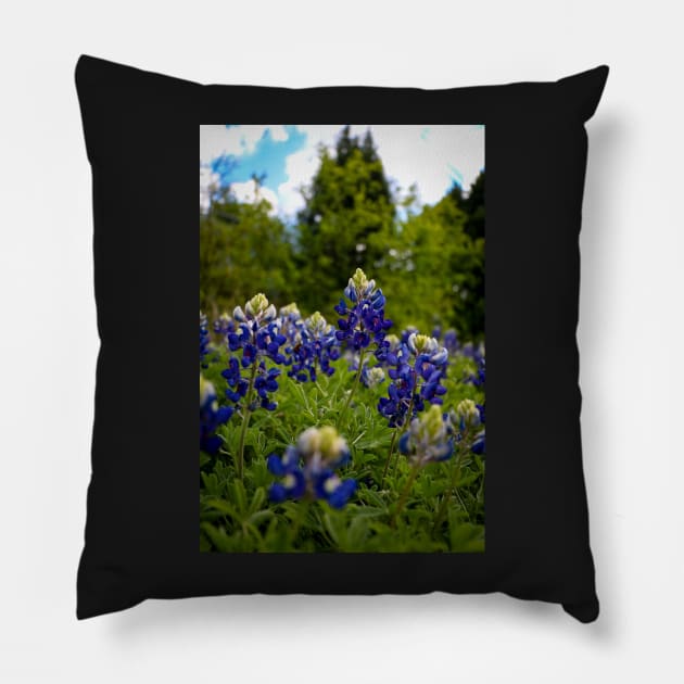 Texas Bluebonnets Pillow by jonesing