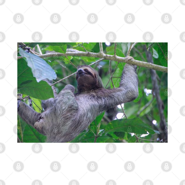 Three Toed Sloth Climbing by SafariByMarisa