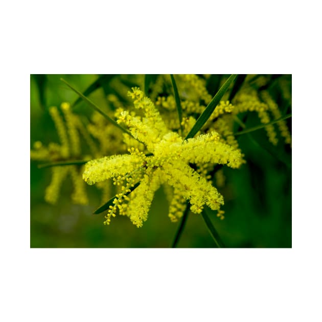 Wattle Flower Burst by GP1746