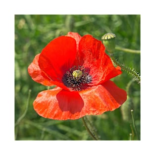 Somme Poppy, Flanders Fields, Belgium T-Shirt