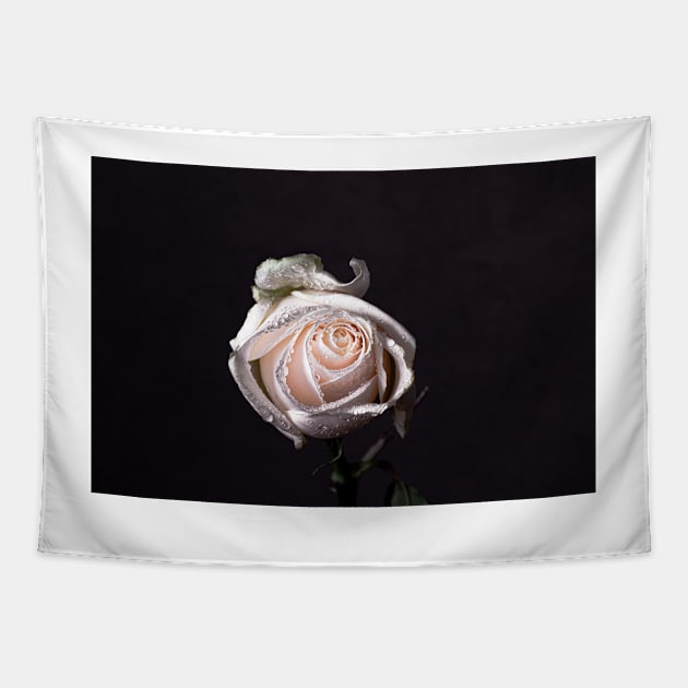 White rose on black background Tapestry by blossomcophoto