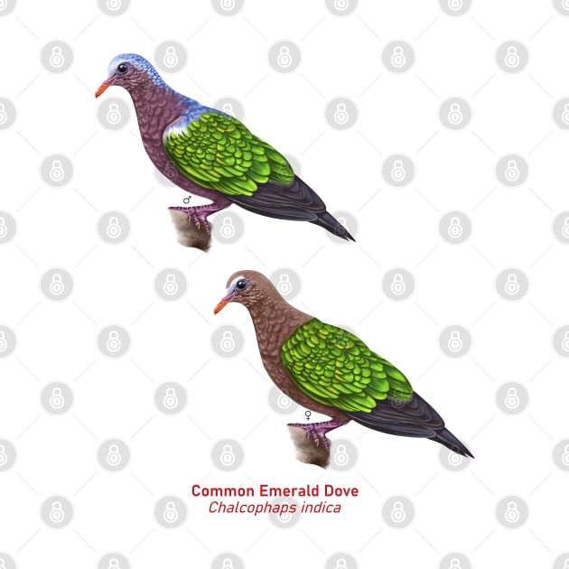 Asian Emerald Dove | Chalcophaps indica ⚥ by bona 