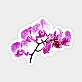 Orchid Magnet