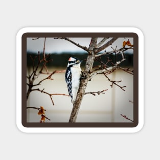 Downy Woodpecker With a Tight Grip Magnet