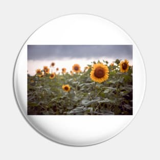 Sunflowers Pin