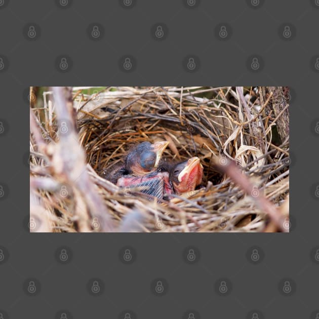 Two Baby Northern Cardinals In Their Nest. by BackyardBirder