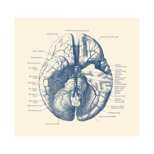 Human Brain Diagram - Anatomy T-Shirt