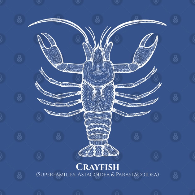 Crayfish with Common and Scientific Names - animal drawing by Green Paladin