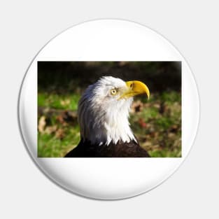 Bald Eagle Pin