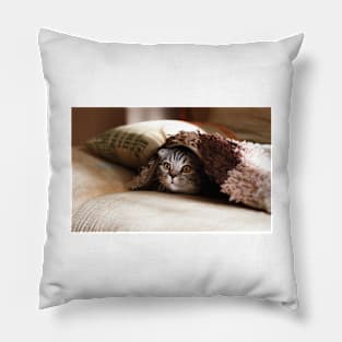 American Shorthair Pillow