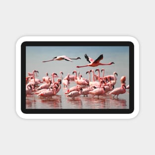 Lesser Flamingos Flypast #1 Magnet