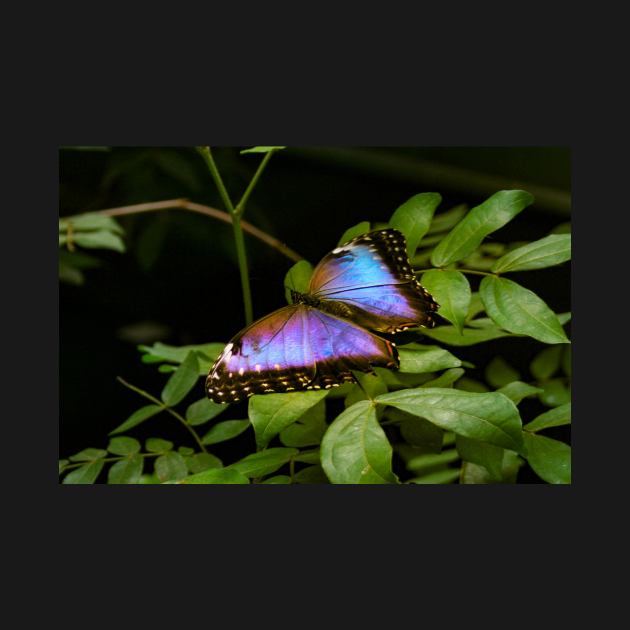 Blue Morpho Butterfly by Rob Johnson Photography