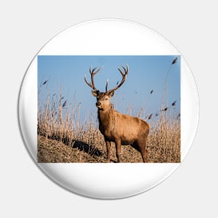 Red deer stag stares at the camera Pin