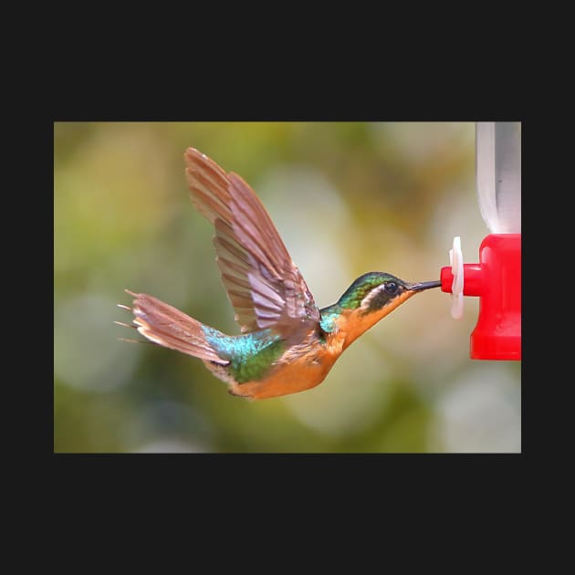 Purple-throated Mountain-gem Hummingbird by Carole-Anne