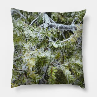 Frozen Canadian Hemlock - Freezing Rain in the Spring Pillow