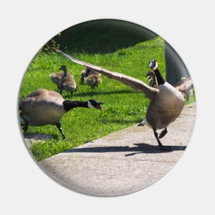 Canada Goose Watching Its Goslings Pin