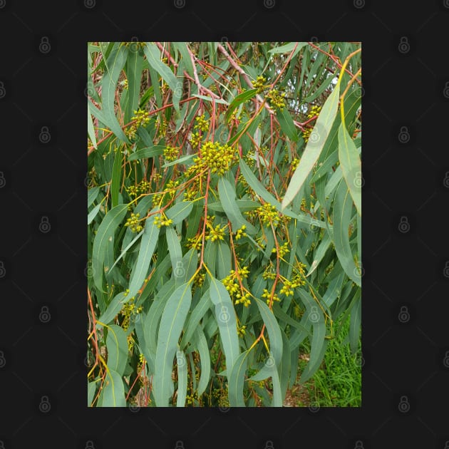 River Red Gum by claire-l-page