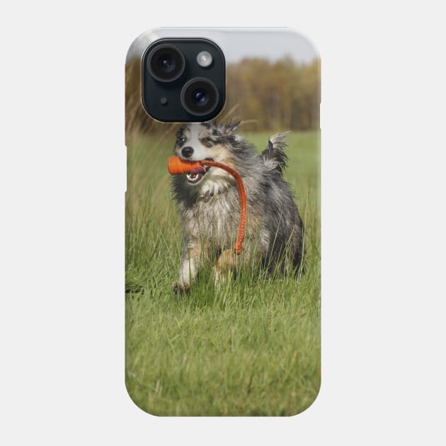 australian shepherd blue merle running with toy Phone Case by Wanderingangel