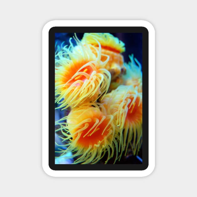 Sea Anemone Magnet by WaterGardens