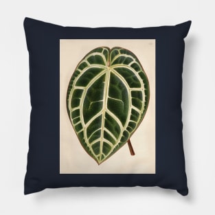 Anthurium crystallinum - L'illustration horticole - Botanical Illustration Pillow