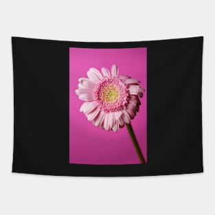 Pink flower on a pink background Tapestry