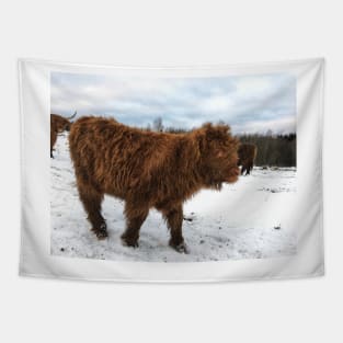 Scottish Highland Cattle Calf 1610 Tapestry