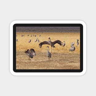 Dancing Cranes Magnet