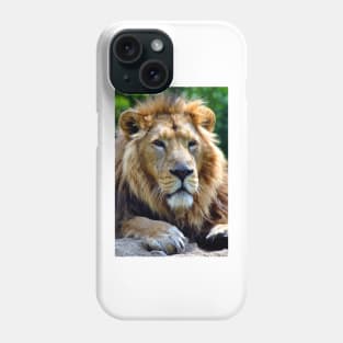 Asiatic Lion Panthera Leo Persica Big Cat Male Phone Case