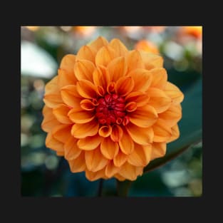 Beautiful Bright Orange Dahlia Flower Closeup T-Shirt