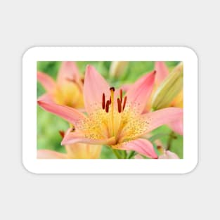 Lilium  &#39;Pink Pixie&#39;  Dwarf Asiatic lily Magnet