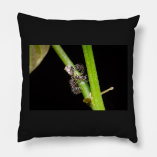 Unique and organic photo of a swarm of ants tending a treehopper Pillow