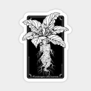 Mandragora Officinarum - The Scream of Death Magnet