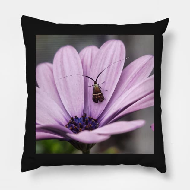 insect violet flower Pillow by Noamdelf06